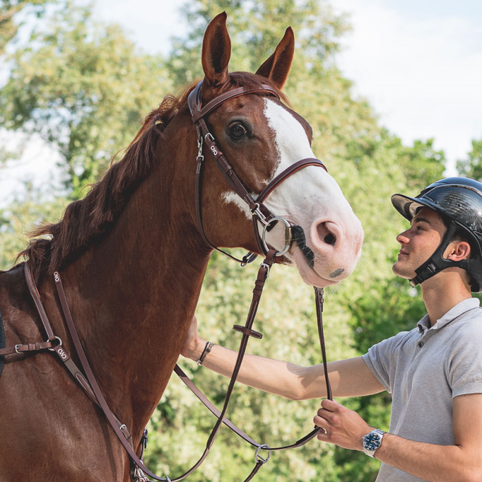 French noseband training bridle