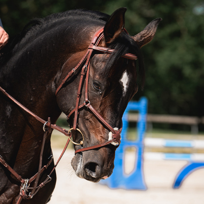 Anatomischer Trensenzaum mit mexikanischem Reithalfter
