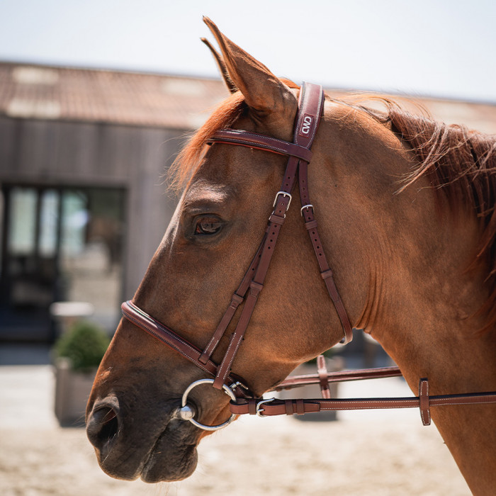 Trensenzaum halbrund gepolstert mit englischem Reithalfter