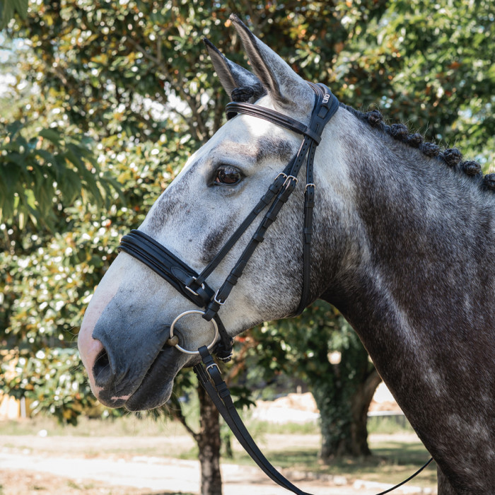 Trensenzaum mit schwedischem Reithalfter
