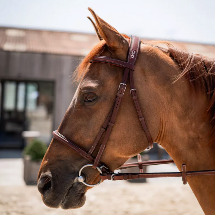 Raised french noseband bridle