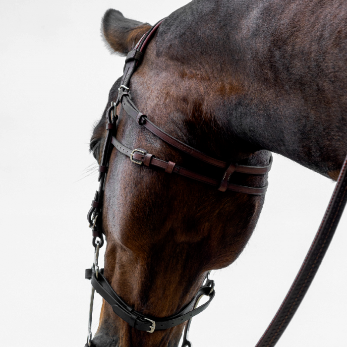 Hackamore bridle