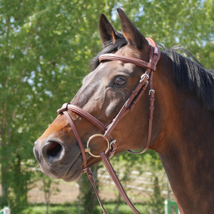 Anatomic french noseband bridle with fancy stitching - Factory second