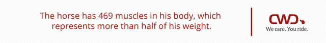 The horse has 469 muscles in his body, which represents more than half of his weight.