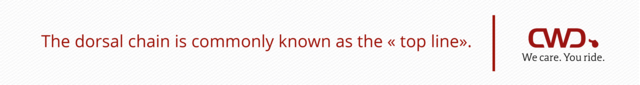 The dorsal chain is commonly known as the “top line”.