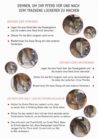 Dehnen, um Ihr Pferd vor und nach dem Training lockerer zu machen.