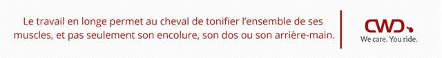 Le travail en longe permet au cheval de tonifier l’ensemble de ses muscles, et pas seulement son encolure, son dos ou son arrière-main.