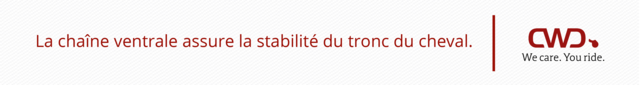 La chaîne ventrale assure la stabilité du tronc.