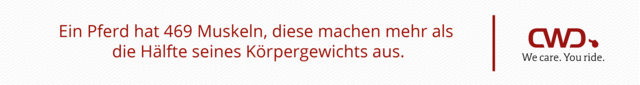 Ein Pferd hat 469 Muskeln, diese machen mehr als die Hälfte seines Körpergewichts aus.