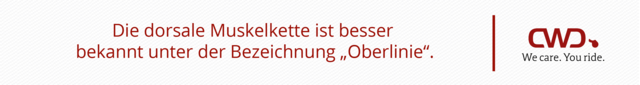 Die dorsale Muskelkette ist besser bekannt unter der Bezeichnung „Oberlinie“.