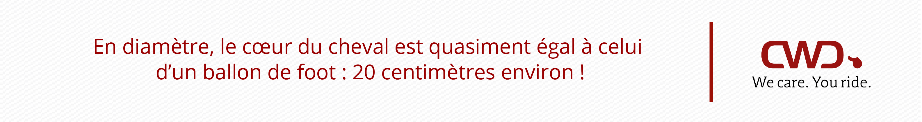 En diamètre, le cœur du cheval est quasiment égal à celui d’un ballon de foot : 20 centimètres environ !