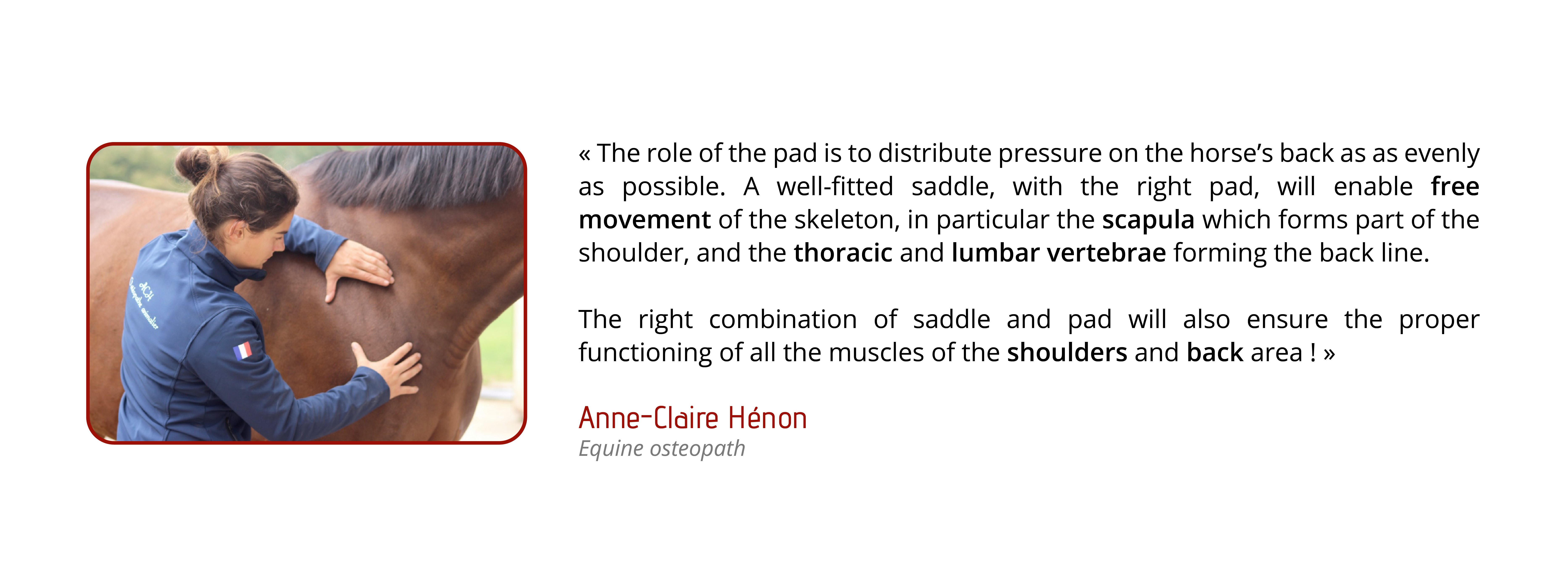 The role of a pad is to distribute the pressure on the horse’s back as well as possible. A well-fitted saddle, with the right pad, will enable free movement of the skeleton, in particular the scapula which forms part of the shoulder, as well as the thoracic and lumbar vertebrae forming the back. The right combination of saddle and pad will also ensure the proper functioning of all the muscles of the shoulders and back areas!