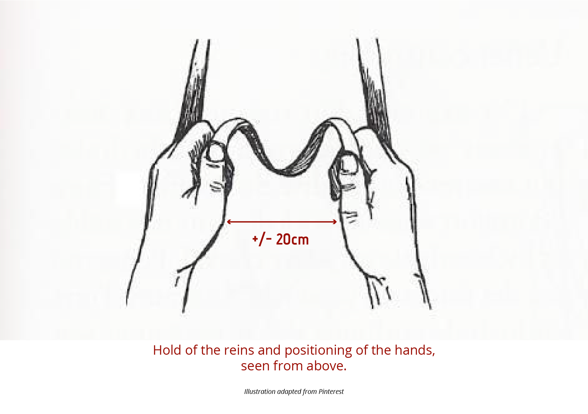 Hold of the reins and positioning of the hands, seen from above. Illustration adapted from Pinterest.