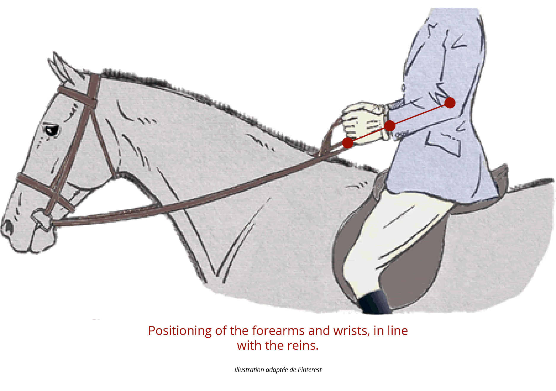 Positioning of the forearms and wrists, in line with the reins. Illustration adapted from Pinterest.