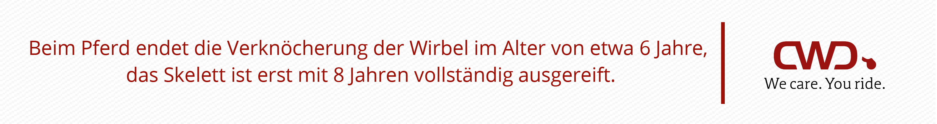 Beim Pferd endet die Verknöcherung der Wirbel im Alter von etwa 6 Jahre, das Skelett ist erst mit 8 Jahren völlstandig ausgereift.