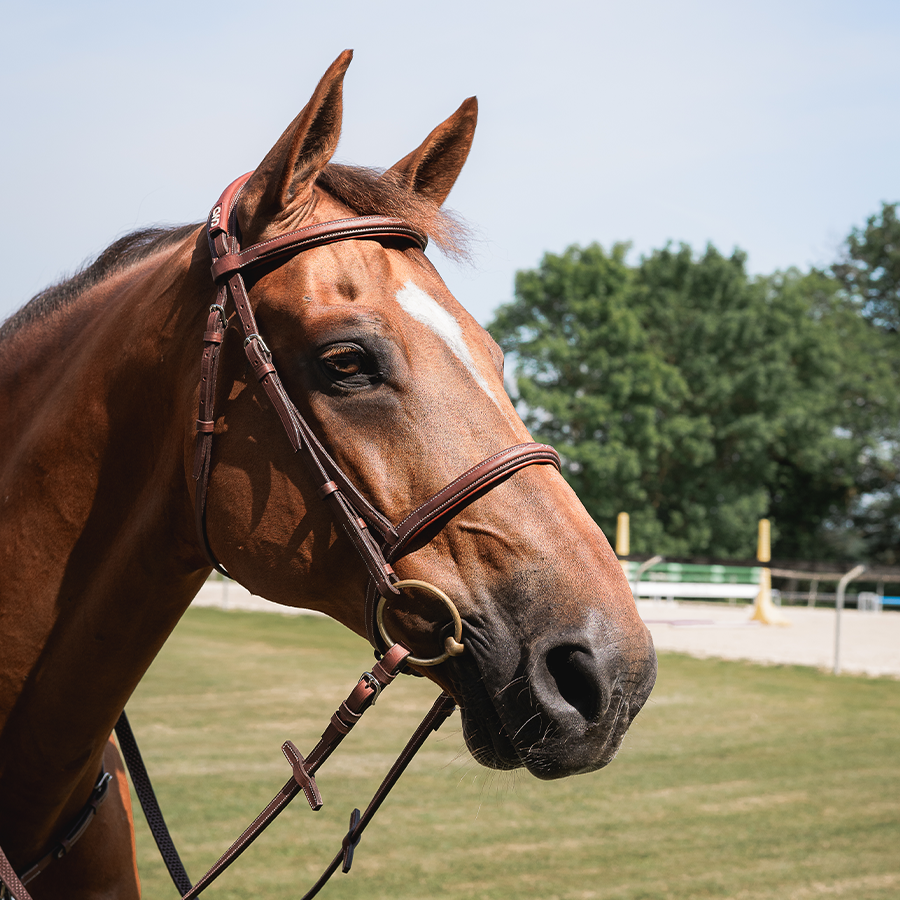 french noseband bridle