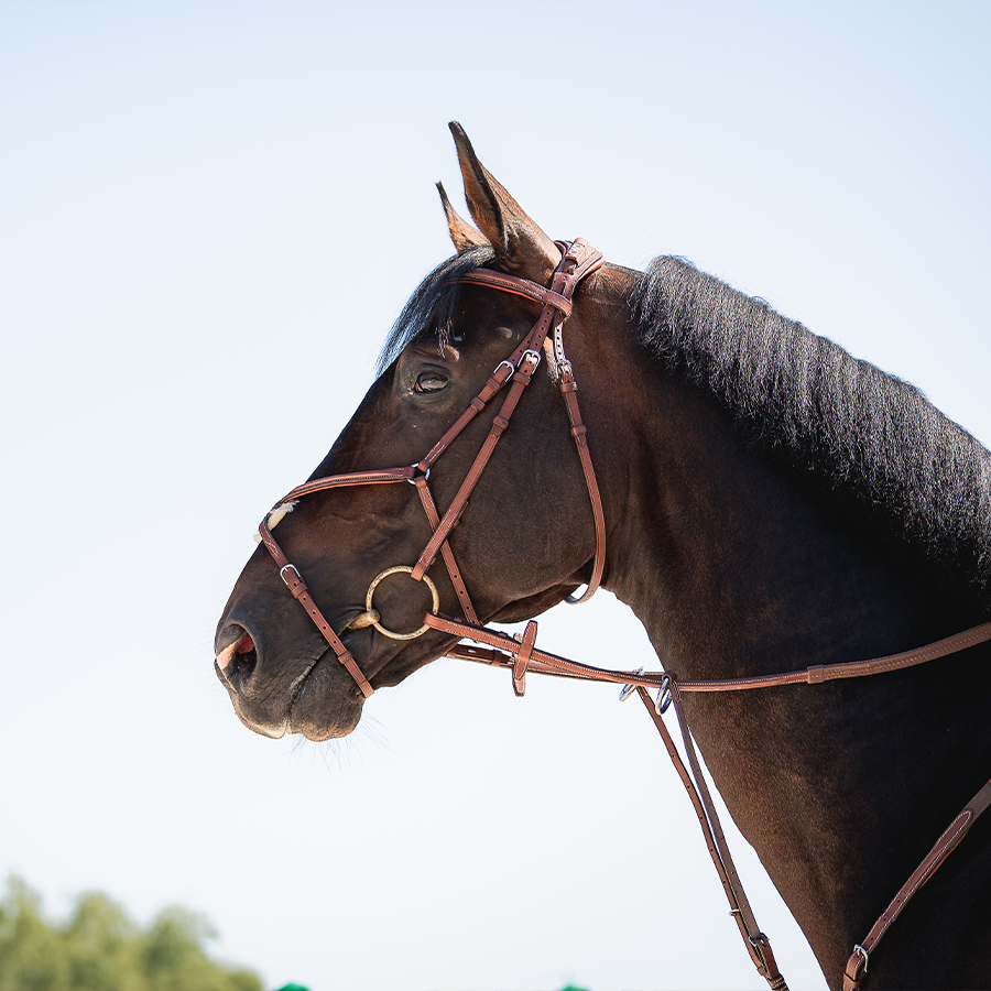 figure 8 noseband bridle