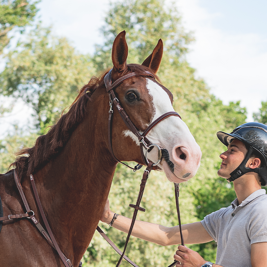 training bridle