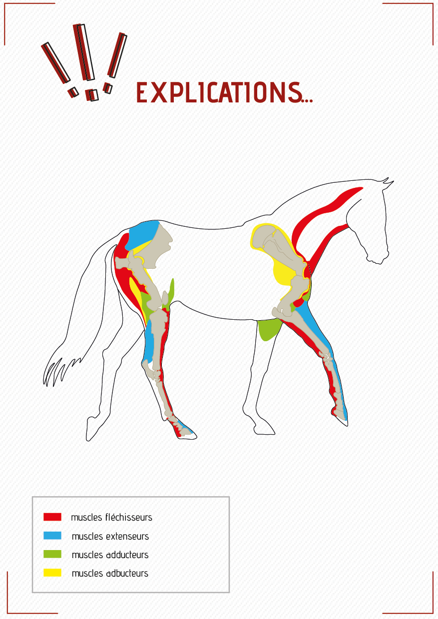 Schéma explicatif du fonctionnement des muscles du cheval.