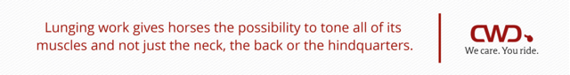 Lunging work gives horses the possibility to tone all of its muscles, and not just the neck, back or hindquarters.