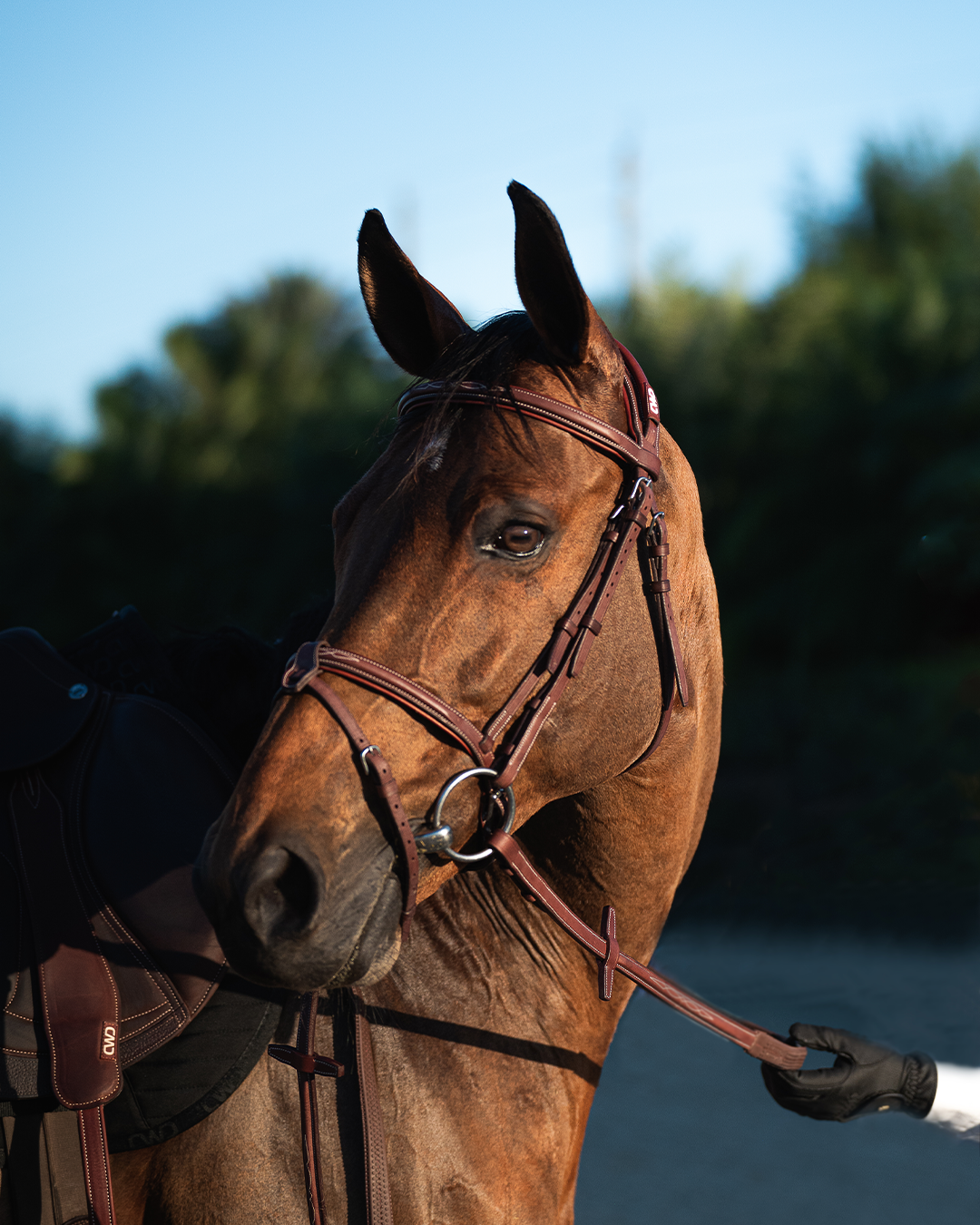 Le bridon d'équitation, comment bien le choisir ?